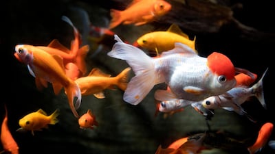 Since it was created two years ago, the goldfish rescue service has been used by around 50 people a month. AFP