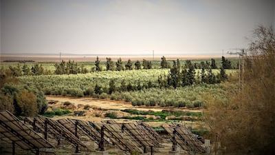 The farm has 155,000 olive trees and produces up to 100 tonnes of extra-virgin olive oil every year. Photo Diana Argueta Sinclair