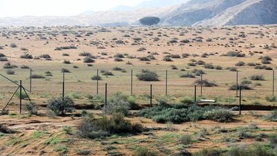 Shrubs are thriving in the desert