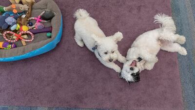 Marshall, left, and Ziggy help pupils during wellbeing walks and one-on-one unstructured play.