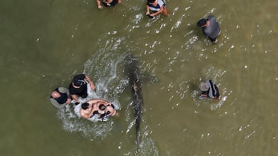 A nearby plant releases excess hot water into the sea, which in turn attracts sharks between November and April, reports said. AFP