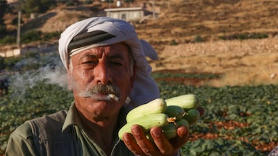 Cucumbers are harvested near the village of Qilqis, in the occupied West Bank. AFP