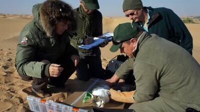 Volunteer conservationists currently on a week-long expedition at a Dubai wildlife reserve are helping to collect vital data that will be used in a new project to save the endangered Gordon's wildcat.