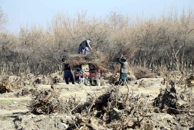 People collect dried plants and woods from their orchards that dried due to drought, in Kandahar, Afghanistan, 27 December 2021. EPA