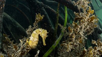 Highly Commended, Mangroves & Underwater, Joe Daniels,Mauritius. Photo: Joe Daniels / Mangrove Photography Awards