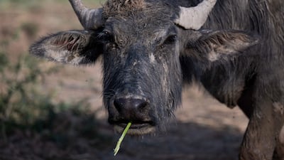 A water buffalo feeds in the marsh
