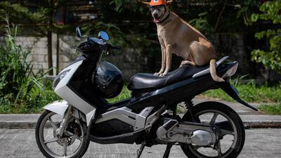 Bogie is a 11-year-old crossbreed, whom Reyes thinks of as a son