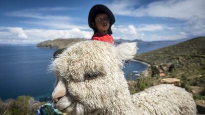 A boy herds his alpaca on Isla del Sol, in the municipality of Copacabana, Bolivia. EPA