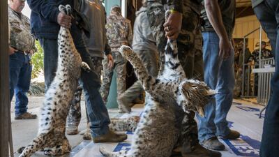 'The unprotected', An image of contestants lining up to have their bobcats weighed in the March 2022 West Texas Big Bobcat Contest, by Karine Aigner, from the US, has won the Photojournalist Story Award. Karine Aigner / Wildlife Photographer of the Year / PA