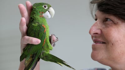 A veterinarian Maria Angela Panelli looks at a bird that she put a resin prosthesis beak on during a surgery in Barretos, Brazil. Reuters