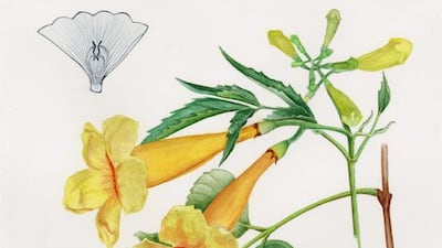 Tecoma stans (Illustration by Julio Figueroa)