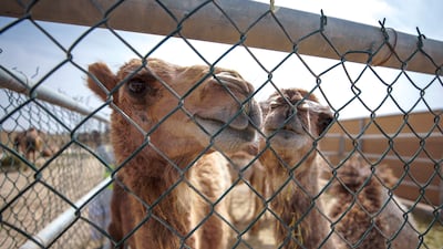 Calves in the gated area.
