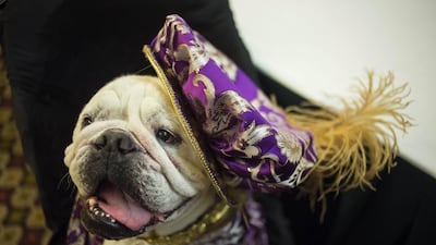 A dog is pictured during the 2014 New York Pet Fashion Show. Eric Thayer / Reuters
