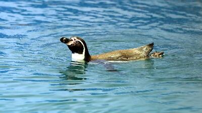 A Humboldt penguin swims in a lake at the zoo. Chris Whiteoak / The National