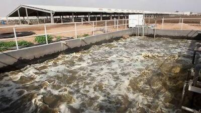Water saving equipment on operation on Al Ain dairy farm last month. The system will cut its use of regular ground water as it deals with office and accommodation effluent from around the farm. Jaime Puebla / The National