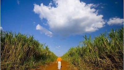 BP was already involved in Brazil's sugarcane-based biofuels industry before the blowout of the Macondo well.