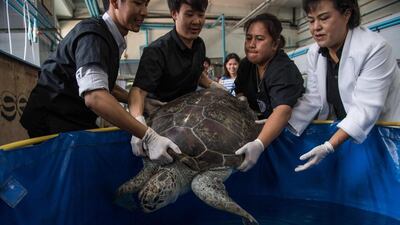 Veterinarian Nantarika Chansue, right, and her staff put the sea turtle named Omsin into a tank at the Chulalongkorn aquatic research centre in Bangkok on March 13, 2017, days after the reptile had 915 coins removed from its digestive tract. Roberto Schmidt / AFP
