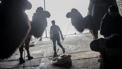 Camel owners prepare their competitors. AFP