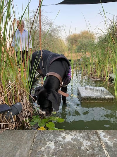 Dog-friendly glamping in Ras Al Khaimah. Courtesy RAK Glamping