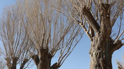 The more than 350 species on-site include olive trees and Washingtonia palms.Courtesy Dubai Parks & Resorts