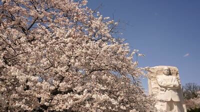Cherry blossoms are in peak bloom at the Martin Luther King Jr Memorial along the Tidal Basin in Washington. Reuters