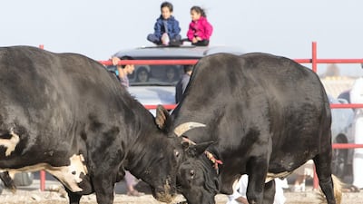 Bull fighting in Fujairah corniche. All photos by Leslie Pableo for The National