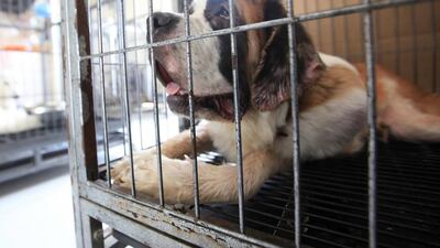 Readers say pet shops should help find homes for stray animals. Ravindranath K / The National