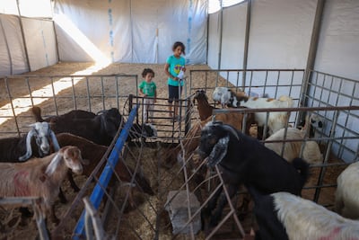 Goats in Khan Younis, southern Gaza. AFP