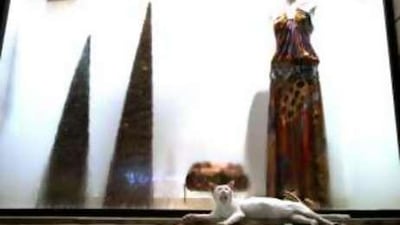 This is one of 7,000 to 10,000 feral cats living on the streets of Abu Dhabi.