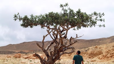 The drive to Salalah is a painless enough experience. Paolo Rossetti for The National