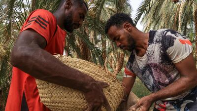 Harvesting dates in Barkal, northern Sudan
