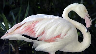Adelaide Zoo’s oldest resident, 83-year-old Greater, died on Thursday. EPA