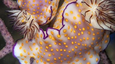 A pair of nudibranchs, their colours become more electric under the flash of the strobe. Courtesy Dragan Petkovic