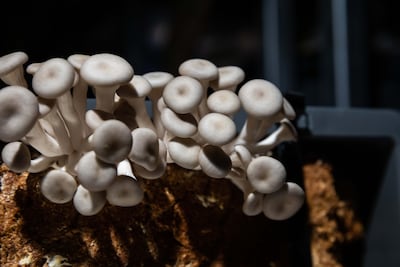 Beauty uses aside, oyster mushrooms are known for their ability to digest oil contamination. Photo: Netherlands Pavilion Expo 2020 Dubai