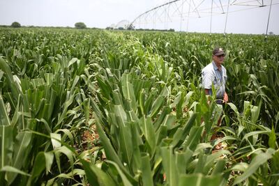 A farmer inspects his crops in northern province of Limpopo. Siphiwe Sibeko/Reuters
