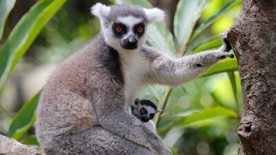 A ring-tailed lemur carries its baby at Bali Zoo, on the occasion of "World Lemur Day" in Bali, Indonesia. AP Photo