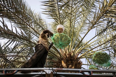 A worker picks dates at Ahmed AlFalahi's farm in Liwa Oasis. Antonie Robertson / The National