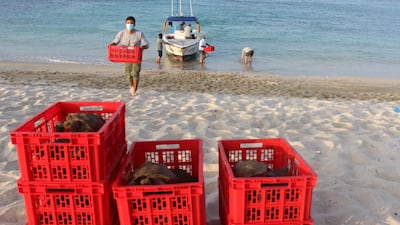 San Cristobal island giant tortoises before been released, in Galapagos, Ecuador on September 28. Handout picture by Galapagos National Park / AFP