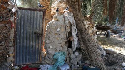 A goat pokes its head through a wall in Siwa.