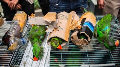 Indonesian police display dead birds from a smuggling operation in Surabaya. Thousands of endangered birds are being sold illegally across the country, a wildlife trade watchdog said yesterday. AFP Photo
