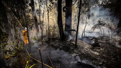 A New South Wales (NSW) Rural Fire Service volunteer douses a fire during back-burning operations in bushland near the town of Kulnura, New South Wales, Australia. Bloomberg