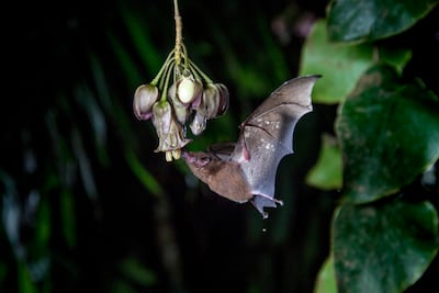 The ‘seven-hour flower’, 'Merinthopodium neuranthom', is pollinated by Underwood's Long-tongued Bat 'Hylonycteris underwoodi', the plant's primary pollinator. Photo: BBC Studios