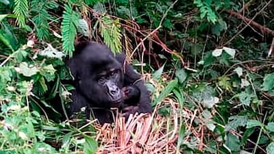 A gorilla holds baby in Bwindi National Park Uganda. Uganda Wildlife Authority / AP Photo