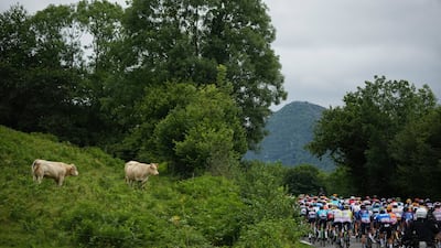 The peloton rides towards the Pyrenees. AP