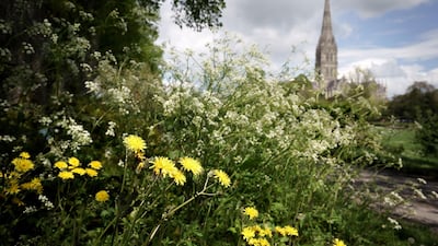Salisbury Cathedral's meadows will be allowed to grow wild in a bid to boost climate change efforts. Ash Mills
