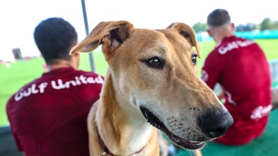 An interested spectator at Gulf United training.