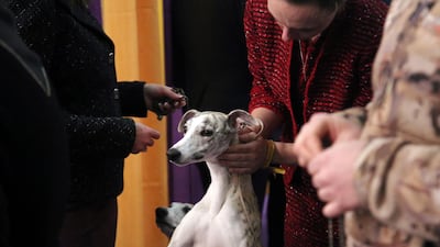 Lindsey Grispin gives her whippet named Lizzy a massage before they compete. Photo: AP