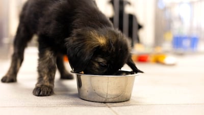 Charity appeals to help animal shelters are common but will not be allowed under fundraising laws, unless the organisation had partnered up with a licensed charity.