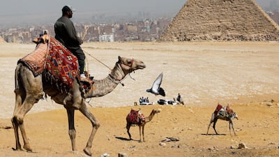 A man waits for tourists to rent his camels in front of the Great Pyramids of Giza, on the outskirts of Cairo, Egypt. Reuters