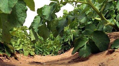 The Masdar Institute is researching ways to increase the organic carbon in the UAE's soil, which would help conserve water. Delores Johnson / The National